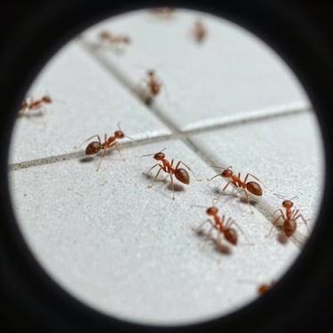 Macro shot of tiny red ants marching on a clean sterile kitchen tile, clinical daylight, circular frame