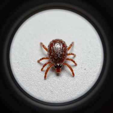 Macro close-up of a tick on a neutral sterile background, high detail, clinical medical lighting, circular frame