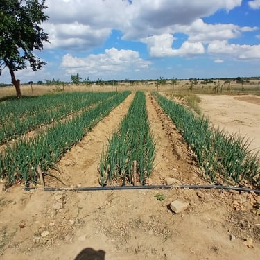Rural Project Oversight by Kumusha Heritage Trust