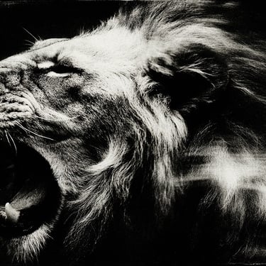 animals-australia_lion1 — Photographie N&B tirage unique 1/1 par Enzo Minardi