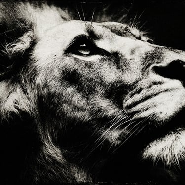 animals-australia_lion2 — Photographie N&B tirage unique 1/1 par Enzo Minardi