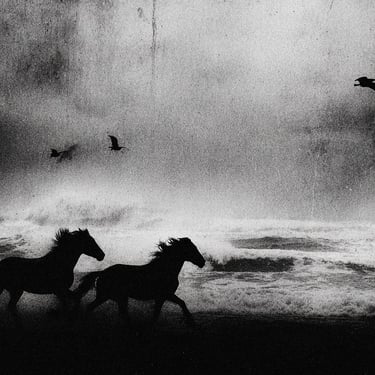 landscape-australia_horse2 — Photographie N&B tirage unique 1/1 par Enzo Minardi