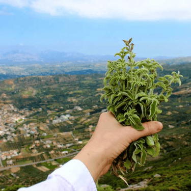 Hand holding fresh Cretan herbs in the mountains of Crete