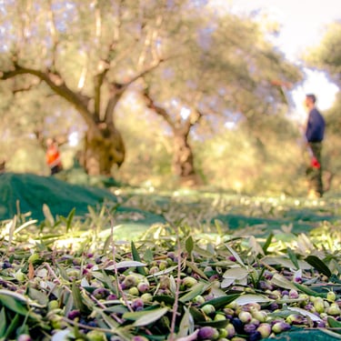 Olive oil harvest in Crete, Greece, capturing the essence of traditional farming