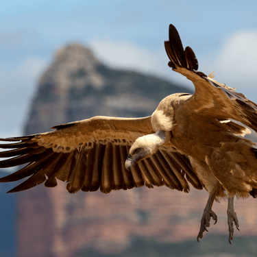 Golden eagle soaring over the  landscapes of Crete
