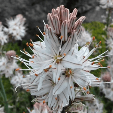 Beautiful flower blooming in the mountains of Crete
