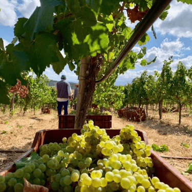 Picking grapes in the vineyards of Crete, Greece
