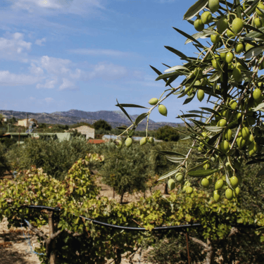 Alagni Village with green olive trees in the foreground, showcasing Crete's natural beauty