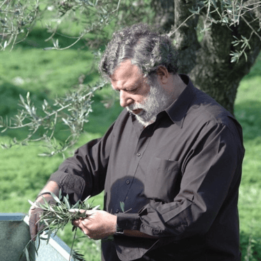 Cretan man harvesting olives for fresh olive oil in Crete