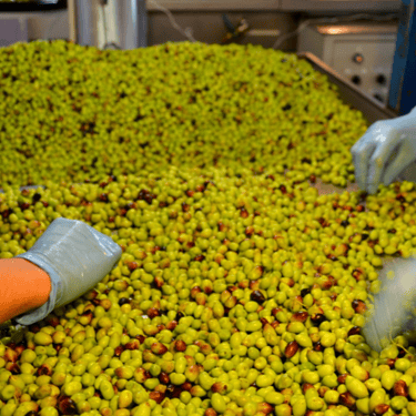 Hands picking green olives in Crete, ready for fresh olive oil