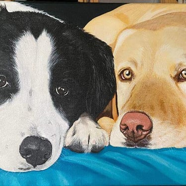 Pet portrait of border collie and yellow lab