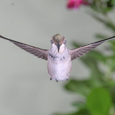 Head-on view of female Black-chinned hummingbird frozen in flight