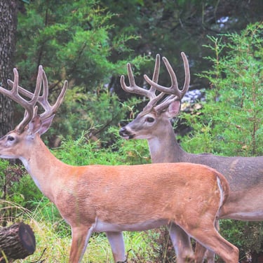 Two white-tailed buck deer with their summer velvet antlers