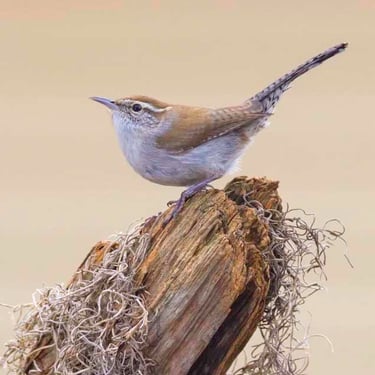 Bewick's Wren resting on an old fence post