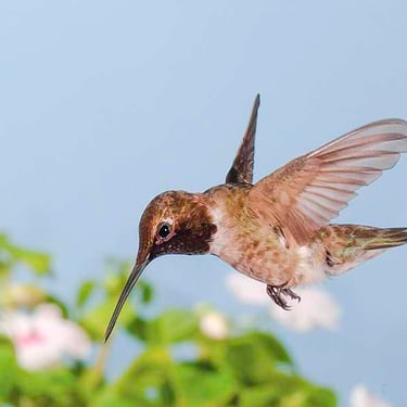 Male Black-chinned humming wings frozen in flight and hovering