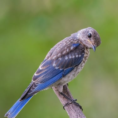 Juvenile Eastern Bluebird giving camera the stink eye