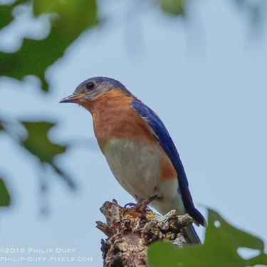 Eaastern Bluebird perched and on the lookout