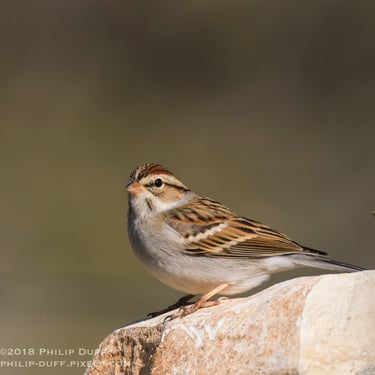 Chipping Sparrow resting on a rock