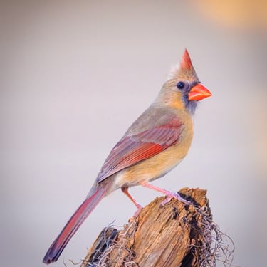 Femail Northern Cardinal perched on an old fence post