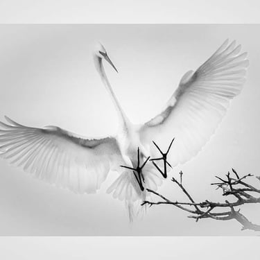 Great Egret gracefully landing on a tree branch at a Taylor, Texas nesting rookery, with wings outstretched