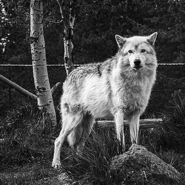 Grey wolf standing alert in a natural wildlife park habitat during daytime