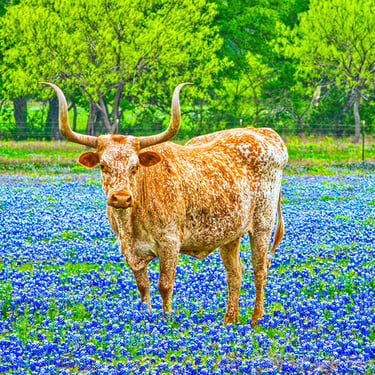 Texas longhorn steer standing in a field of bluebonnets, signaling Texas spring wildflower season