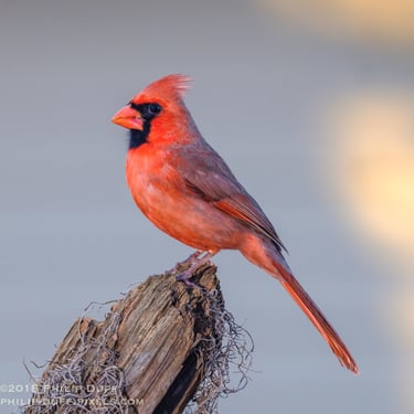 Male Northern Cardinal in his slendid red coloring perched on old fence post