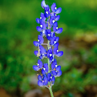 Close-up of a single Texas bluebonnet flower blooming in spring, symbol of Texas wildflowers