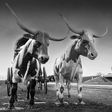 Replicas of two Texas longhorn steers in Georgeton, Texas, representing Texas ranching history and Western heritage