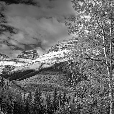 Aspens along with pine, spruce, and fir trees in the stunning Canadian Rocky Mountains with a moody sky