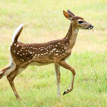 A young white-tailed deer fawn still with it's spots and with tail raised