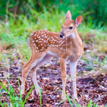White-tailed deer fawn looking for it's momma