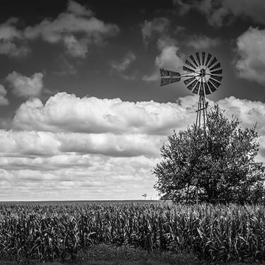 Water pump windmills in expansive cornfield on the Blackland Prairie of Williamson County Texas under cloudy sky