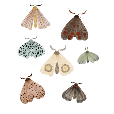 a variety of butterfly art for gift or print