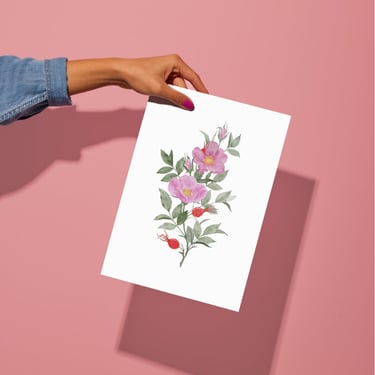 watercolor illustration of dog rose - print