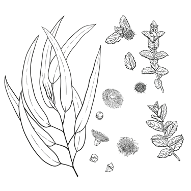 bw line art of Eucaliptus & Peppermint