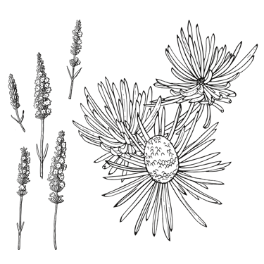line art - lavender & Algerian Cedar
