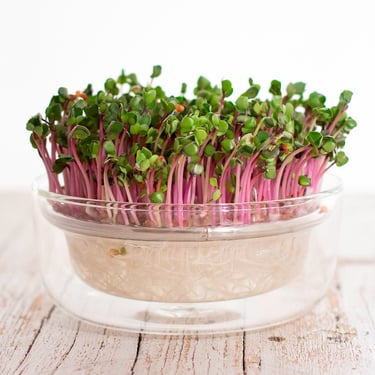 Coltivare germogli in casa