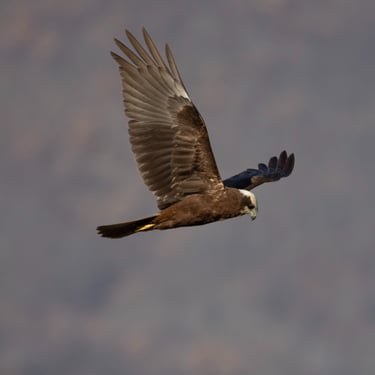 marsh harrier kerkini