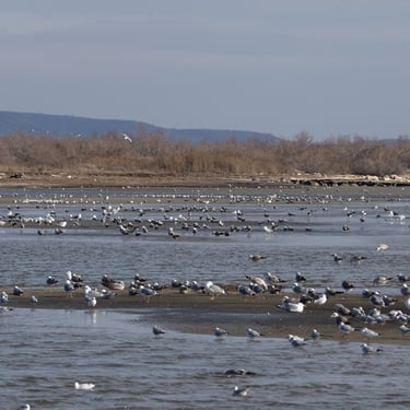 gulls at alexandroupoli evros delta
