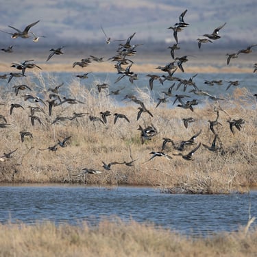 wild ducks evros delta