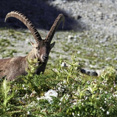allgäuer alpen männlicher steinbock disteln sonne alpin