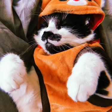 gatito blanco con negro durmiendo, portando un calequito naranja con gorrito de ardilla.