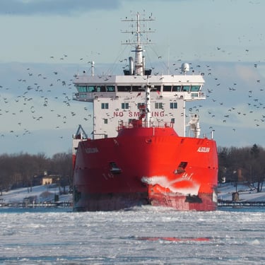 A view of tanker ship Algoluna from the front looking aft. Her bow is icy and she has a swarm of birds around her.