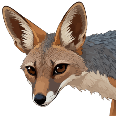 Black-backed jackal graphic art print, holding the viewer's gaze.