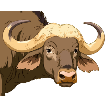 Cape buffalo graphic art print, regarding the viewer with calm assessment.