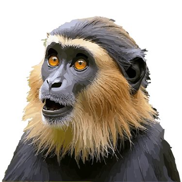 Golden monkey graphic art print, with striking orange eyes.