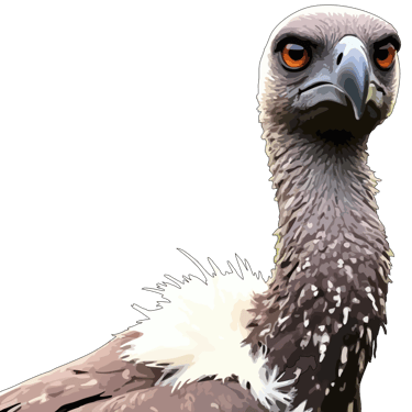 African vulture graphic art print, with ancient orange eyes.