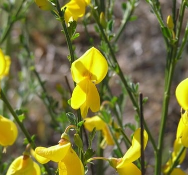Fleurs jaunes au printemps