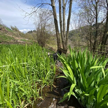 Rivière à Magnaudès